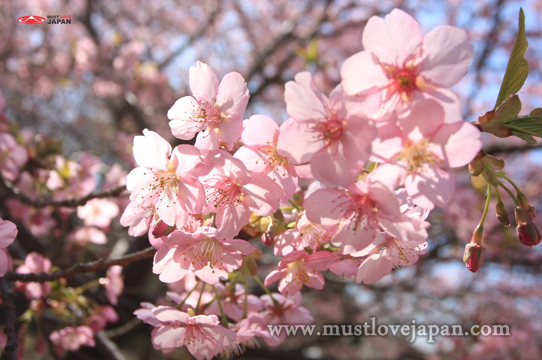 🌳 아오바노모리 공원 (아오바노모리 코엔) 이미지 7